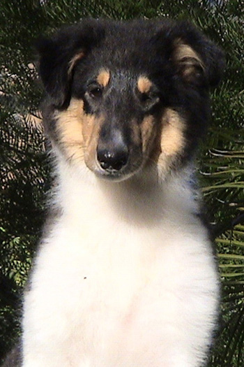 Tess